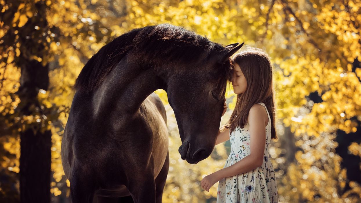 Most Americans oppose killing horses for food. Here’s how to end this brutal practice