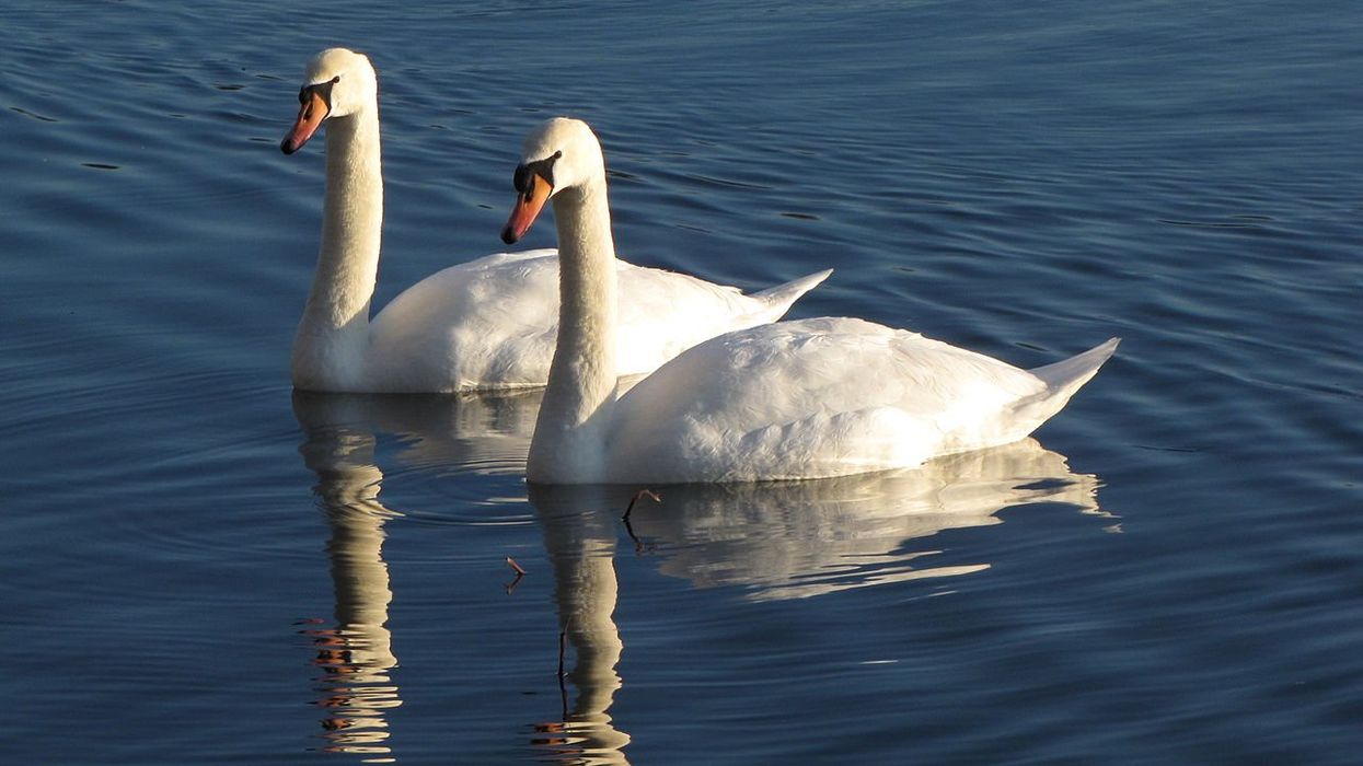 3 teens arrested as Upstate NY town mourns death of mother swan stolen from public pond, killed and eaten