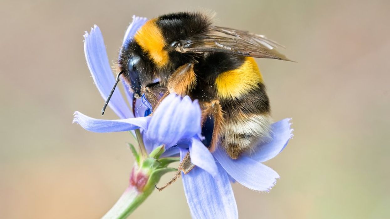 Stopping the 'insect apocalypse' in the garden of capitalism