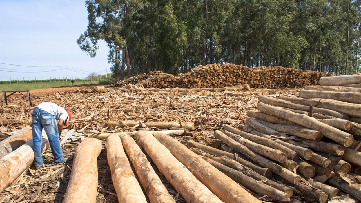 Profit Trumps people and planet in Brazil’s eucalyptus industry