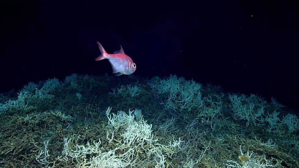Deep-sea coral reef stretches 600 miles from Miami to SC, scientists find