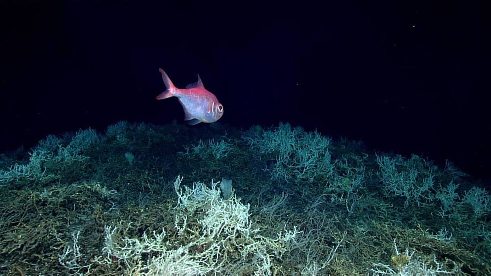 Deep-sea coral reef stretches 600 miles from Miami to SC, scientists find