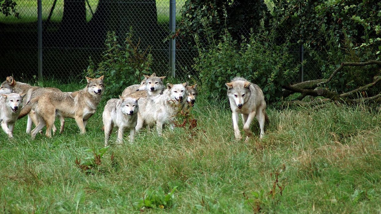 'Cruelty is punishable': Activists demand stiffer penalty for hunter after wolf’s brutal death