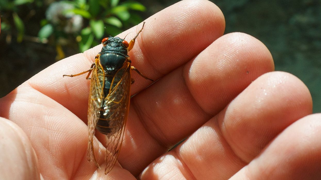 'Sexually transmitted zombie disease' infecting male cicadas in two broods emerging this year