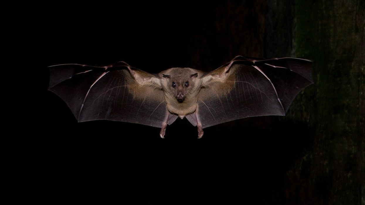 'Astonishing' study shows infant deaths rise in US when bat populations fall
