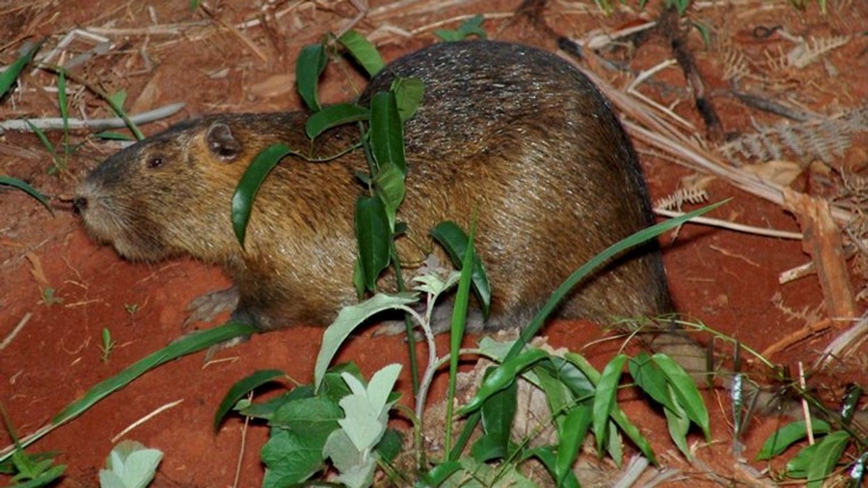 California officials hunt down invasive 2.5-ft long rodents threatening Bay Area watershed