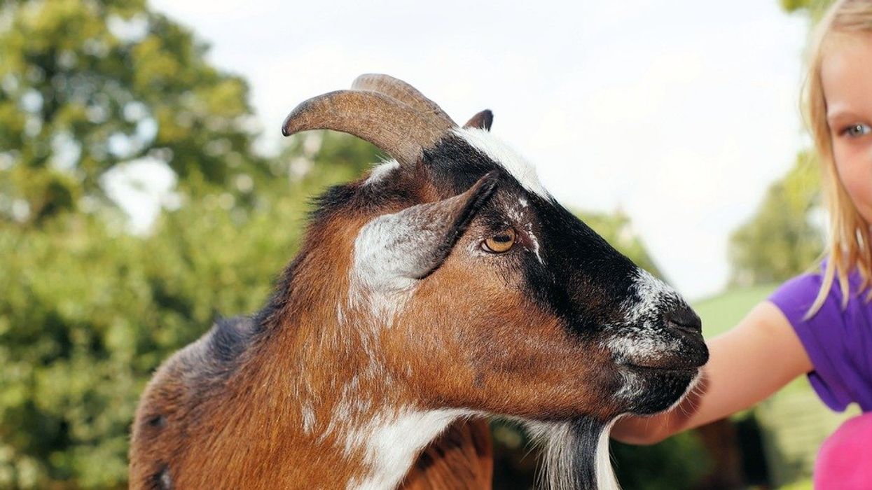 Texas teen accused of murdering fellow student’s pet goat: reports