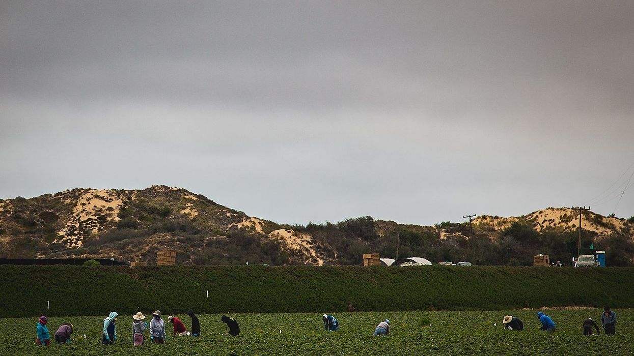 'My harvest would be lost': Visa program for farm workers facing uncertain future under Trump