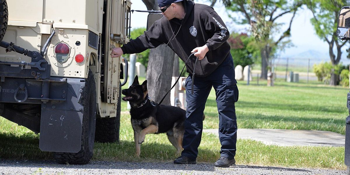 Trump Guard Dogs DOGE cuts threaten TSA canine units as Trump White House praises ...