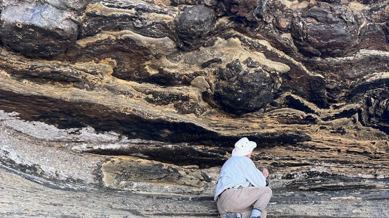 Dinosaur tracks have been found for the first time in South Africa’s Western Cape