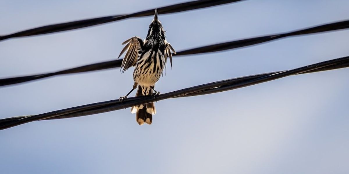 'Really violent': 'Exploding' bird deaths plague Bay Area town ...