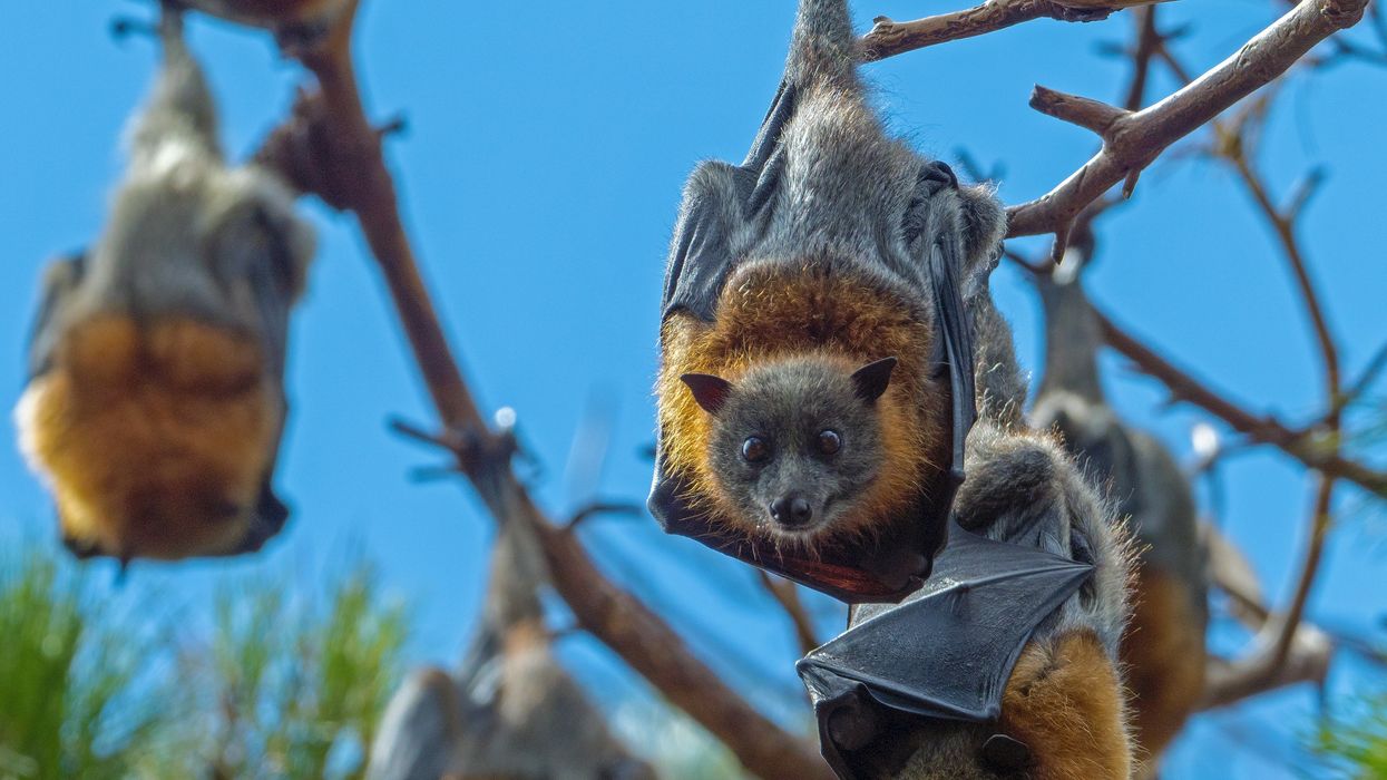 This tourist ended up with a wild bat in her mouth — and nearly $21,000 in medical bills