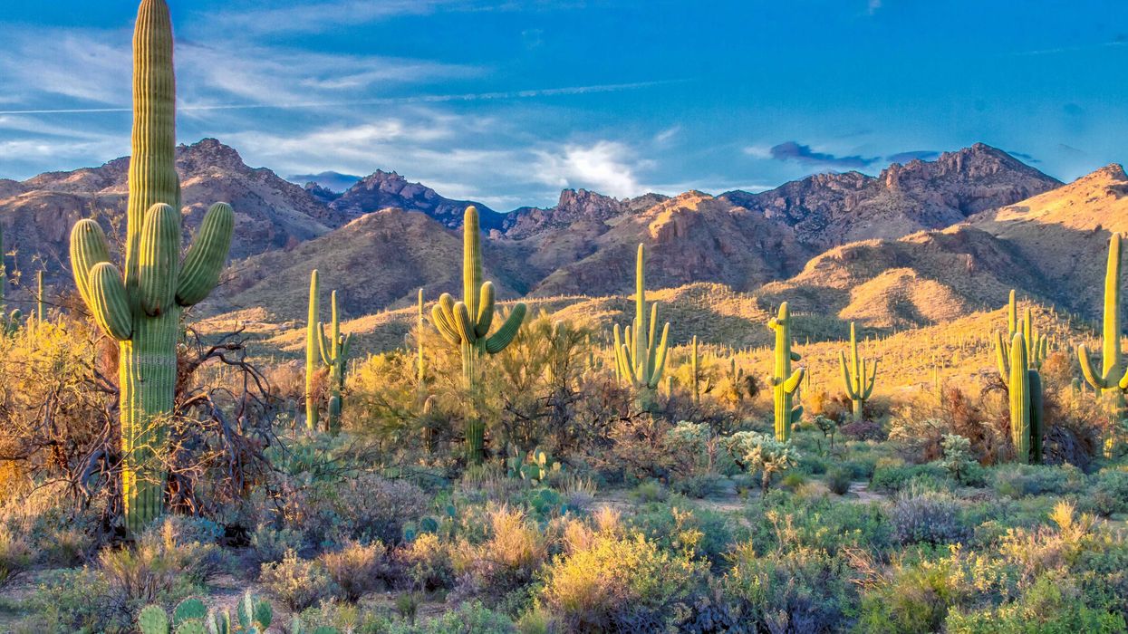 A fight against a deadly fungus in Arizona is under threat from the Trump admin