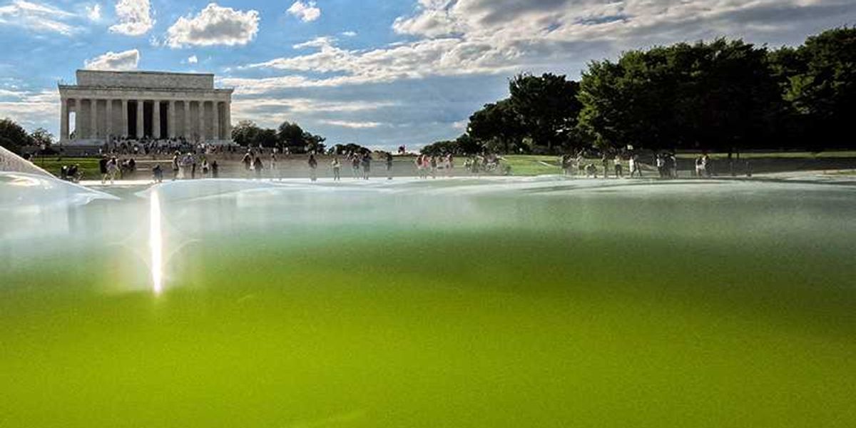 Workers pour hydrogen peroxide into Lincoln Reflecting Pool to kill algae