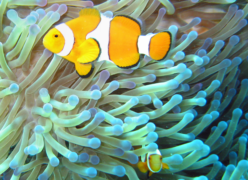 Here's One Astonishing Fact About Earth's Biological Diversity That Is Truly Out-of-This-World