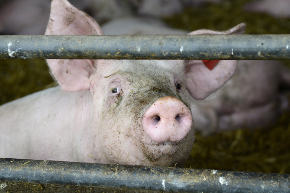 Fake News and the 'Other White Meat': How Pork Became Poultry -- and Why It Matters