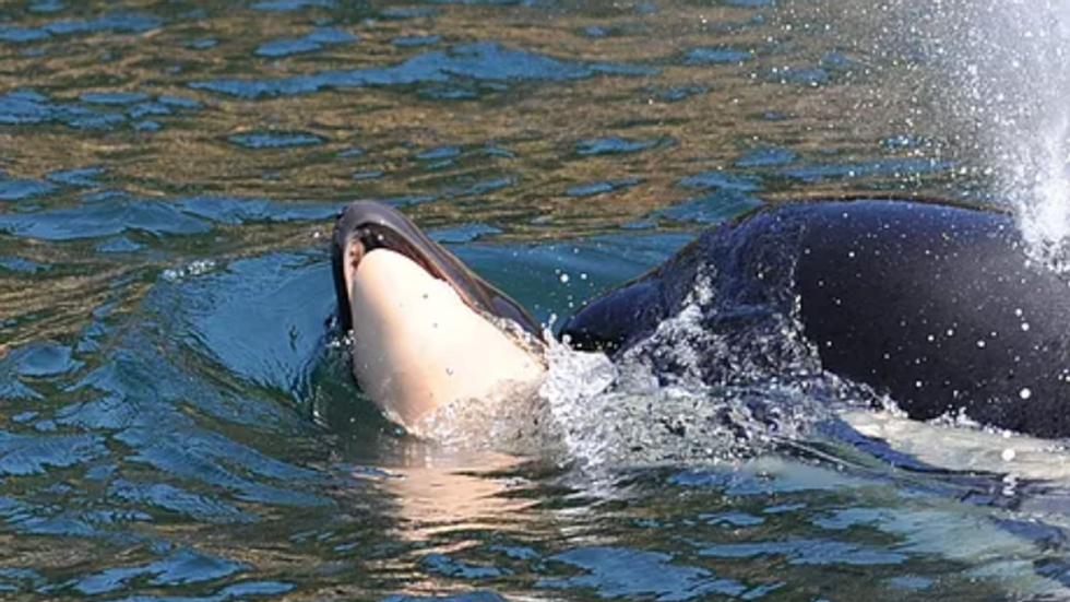 What the Grieving Mother Orca Tells Us About How Animals Experience Death