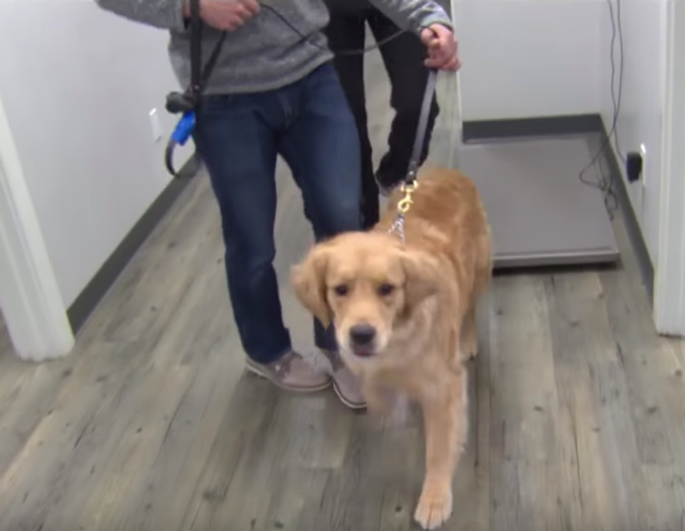 Veterinarians Report That Some People Are Abusing Their Pets to Get Opioids