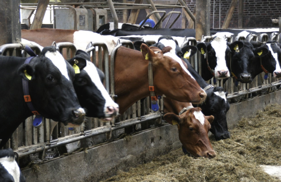 The scary new math behind the destruction of factory farms