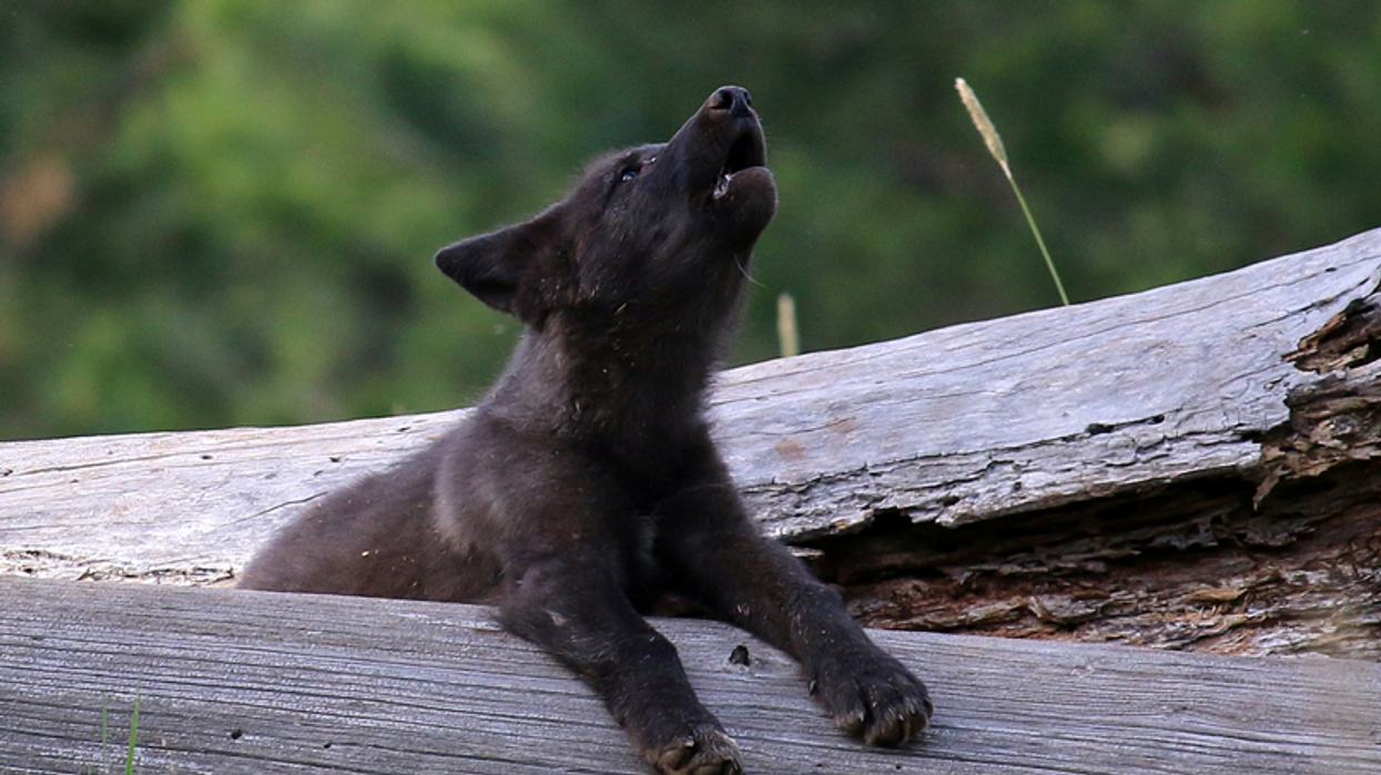 UN chief: 'We must fix the world we have' as 'make-or-break' moment to prevent mass extinctions nears