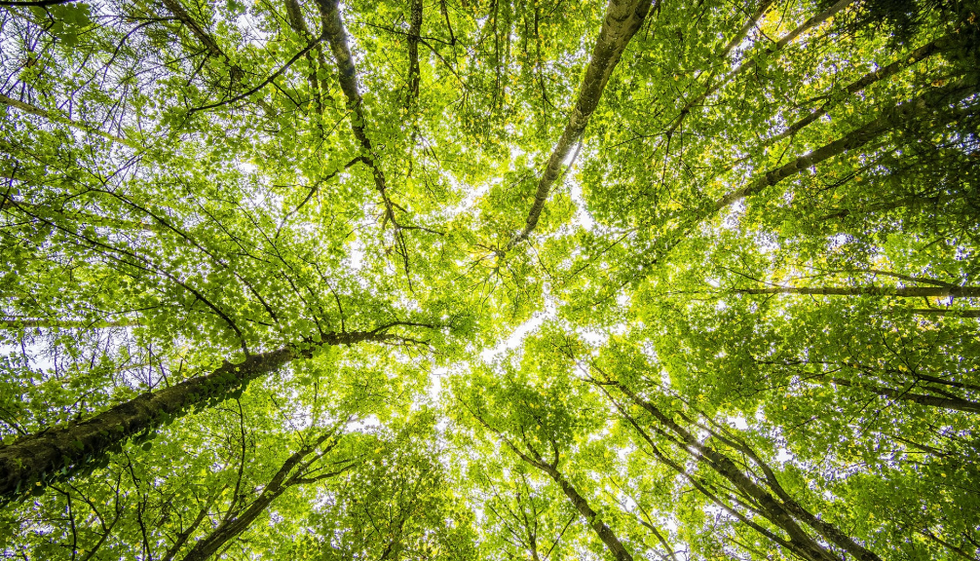 A surprisingly cheap and simple plan could put a huge dent in climate change
