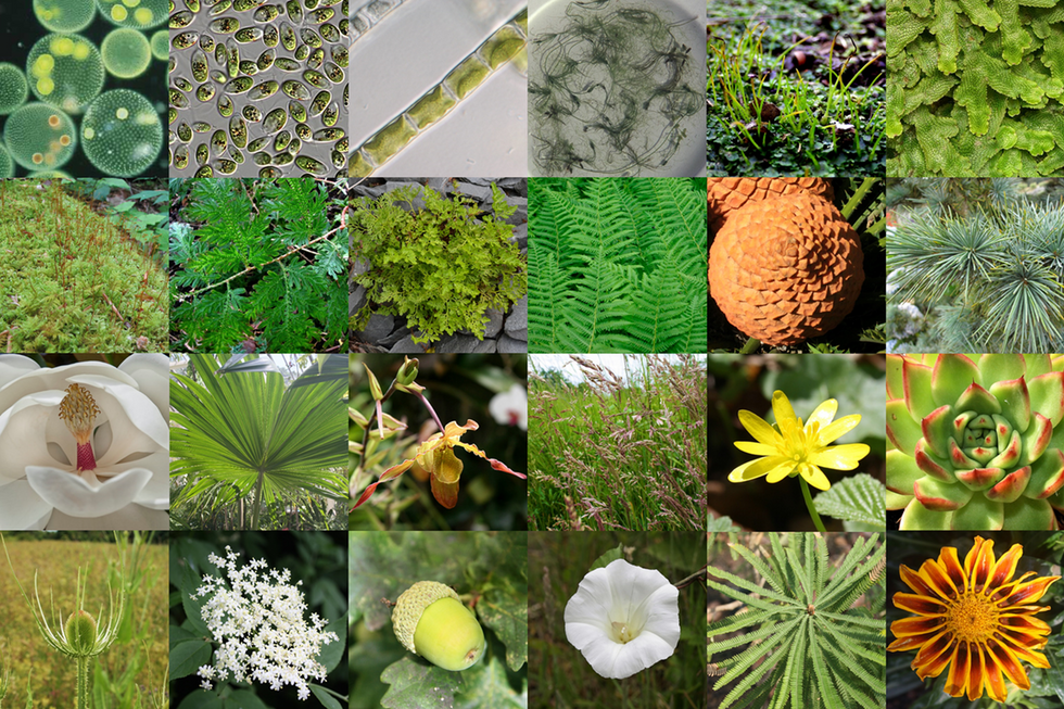We found the genes that allowed plants to colonize land 500 million years ago