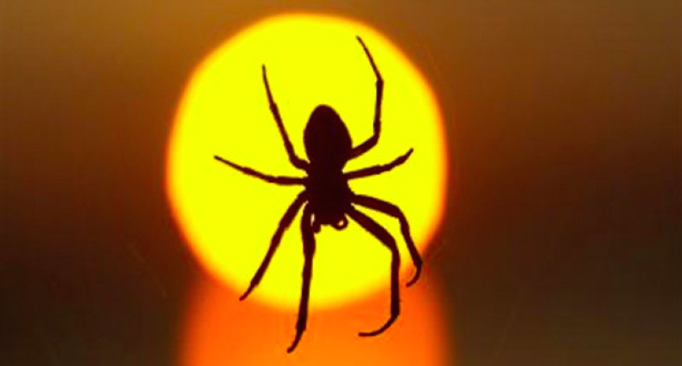 An entomologist explains why you shouldn't be killing the spiders in your home