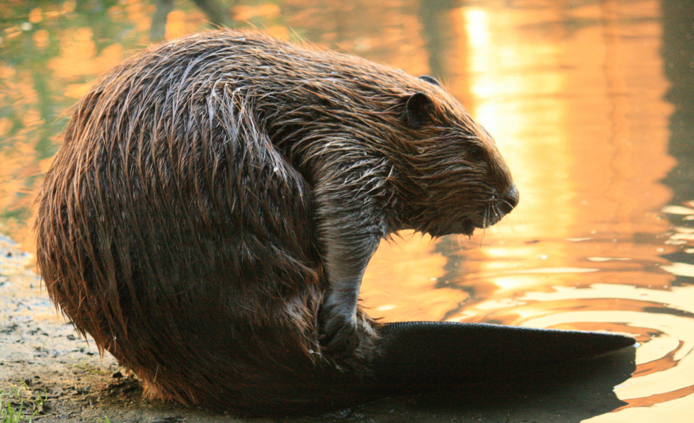 What you should know about giant human-sized beavers