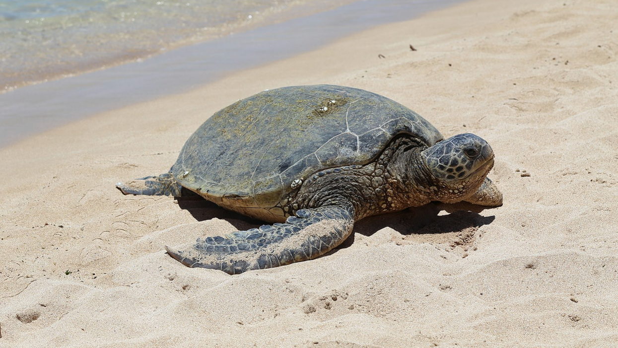 Kia 'saves' sea turtles in blatant — and lame — greenwashing commercial