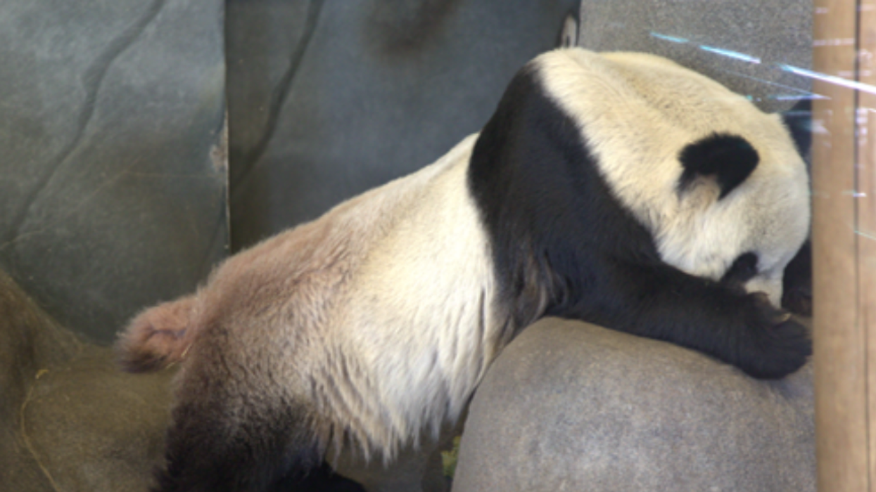Zoo troubles: The plight of two pandas lays bare the flaws
