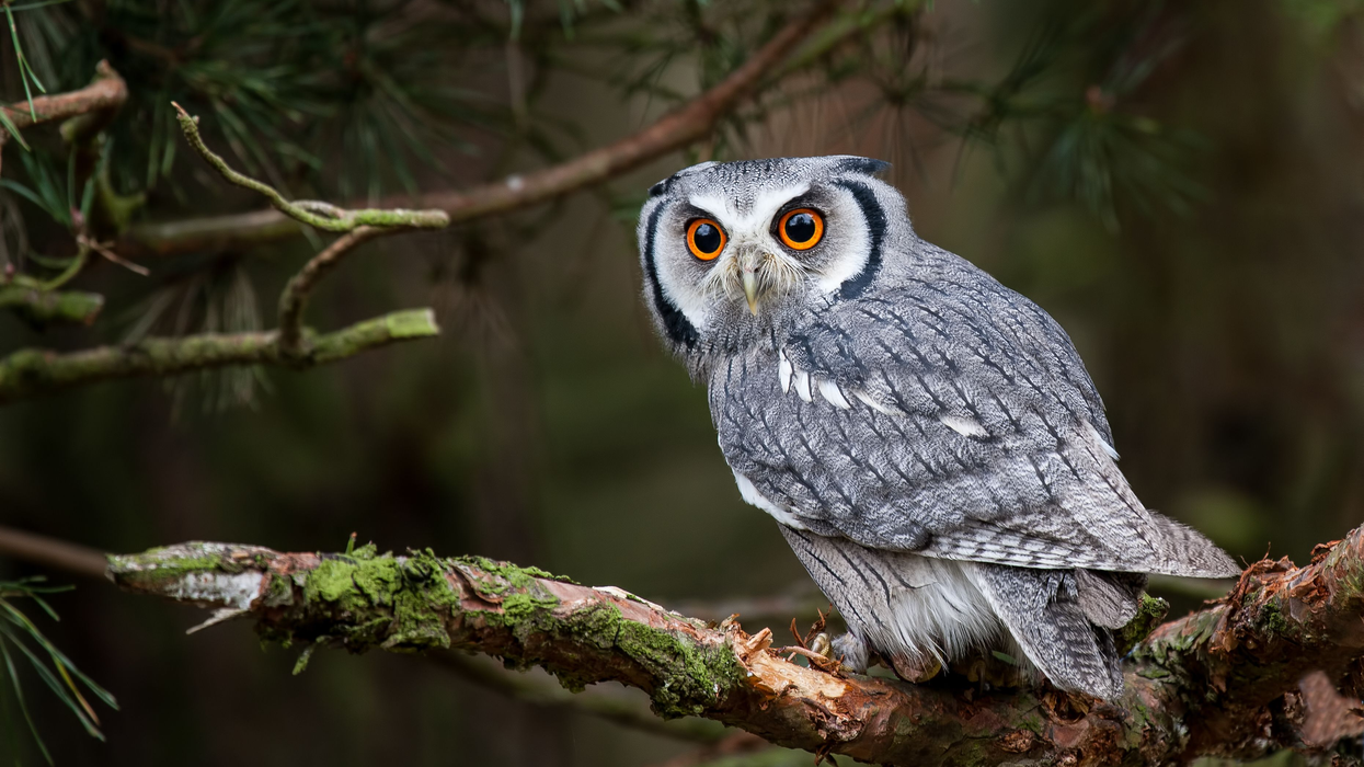 The aerodynamics of velvet: What humans can learn from owls