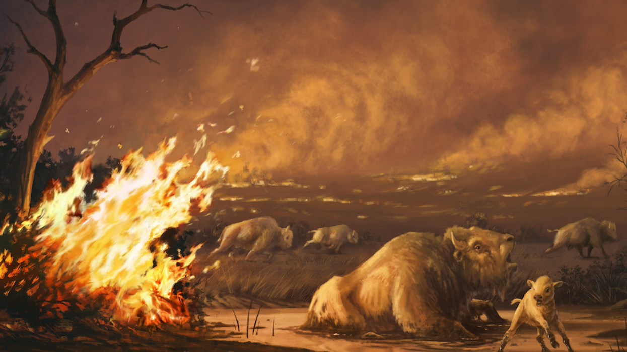 A changing climate, growing human populations and widespread fires contributed to the last major extinction event − can we prevent another?