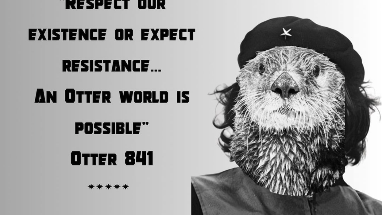Memes about animal resistance are everywhere — here’s why you shouldn’t laugh off rebellious orcas and sea otters too quickly