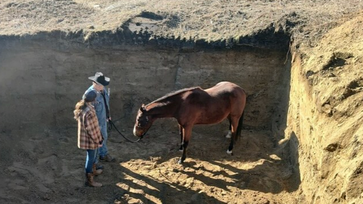 Kristi Noem’s damage control response to puppy shooting story: She also killed 3 horses
