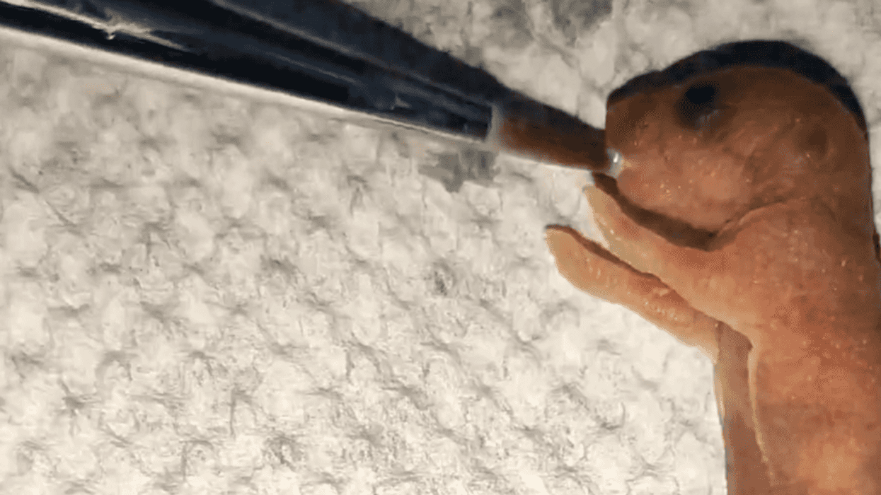 How to reproduce with two fathers – and no biological mother