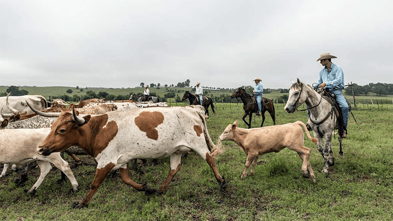 texas longhorn cattle rancher