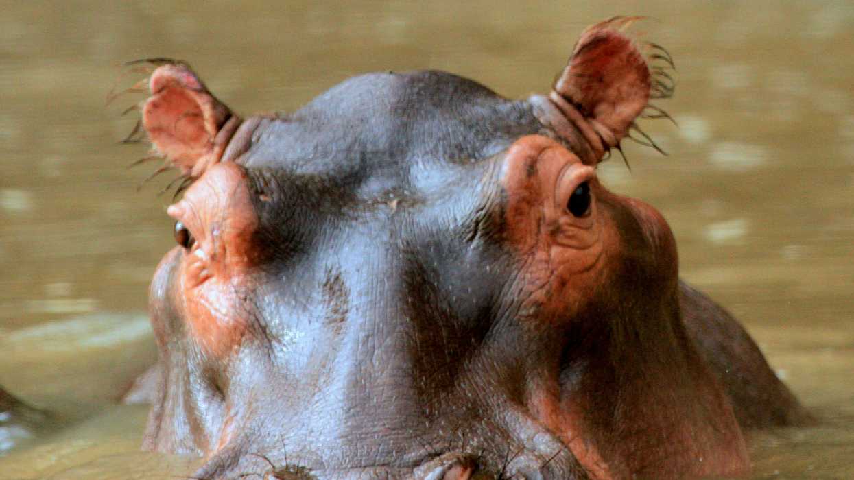Mysterious cocaine hippos overrun Kansas political landscape