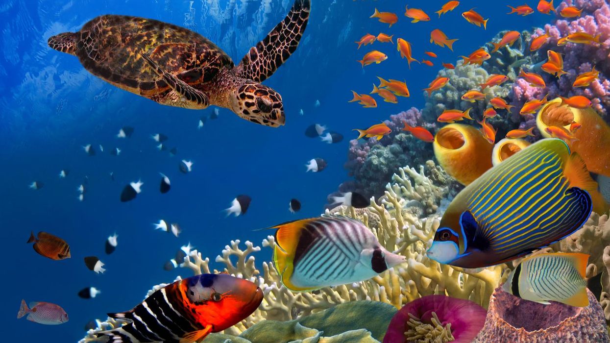 Coral bleaching across Caribbean raises fears of 'catastrophic mortality' of reefs worldwide
