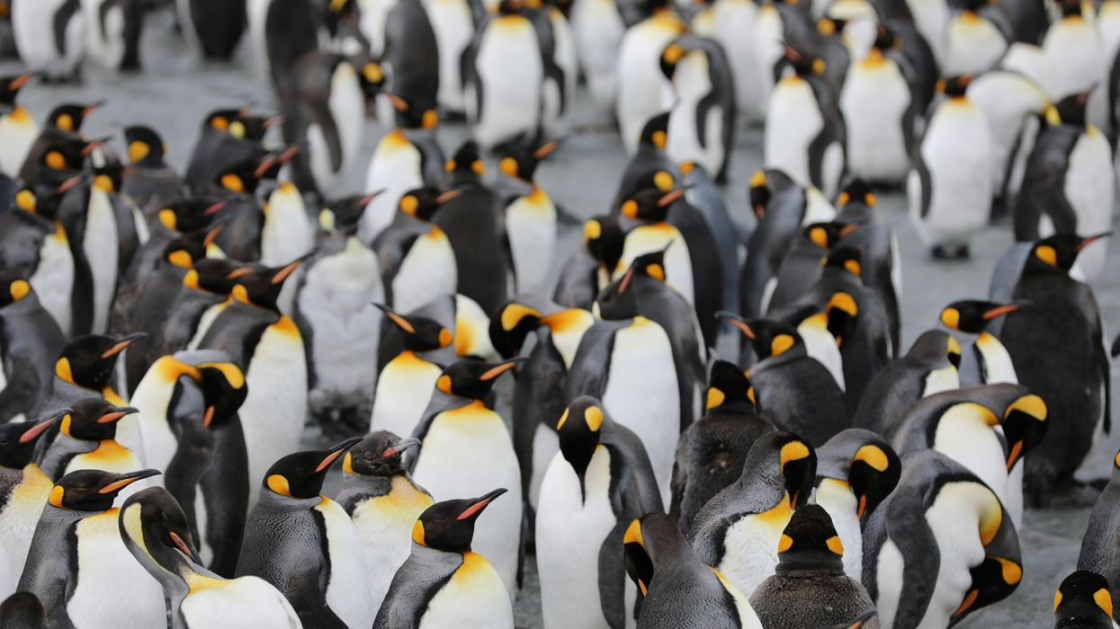 The weird way that penguin poop might be cooling Antarctica