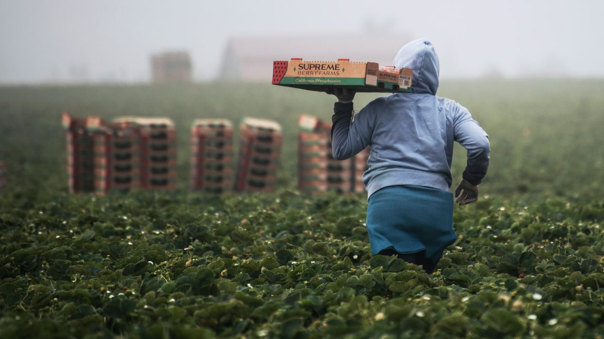 Georgia AG wants Trump administration to restrain rising migrant farm worker pay