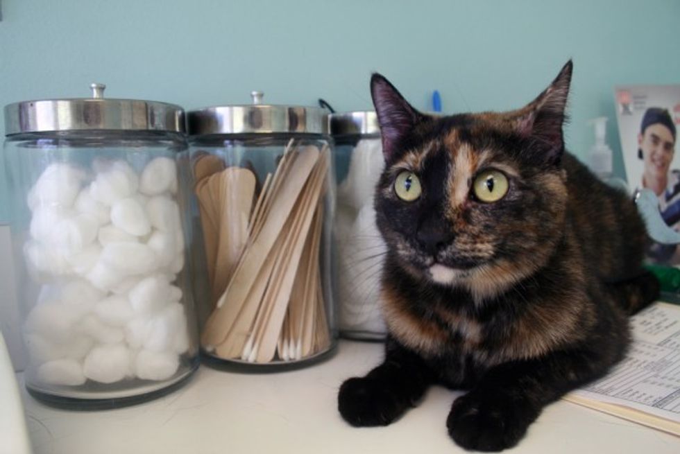 pet-health-care