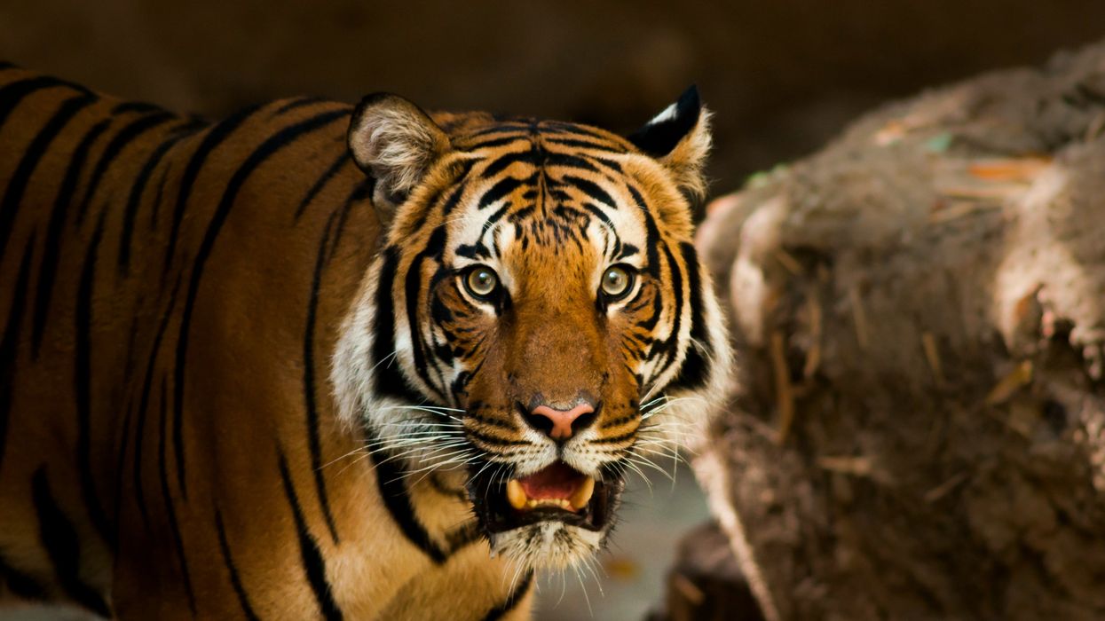 LSU student accused of threatening to kill Gov. Landry over live tiger appearance