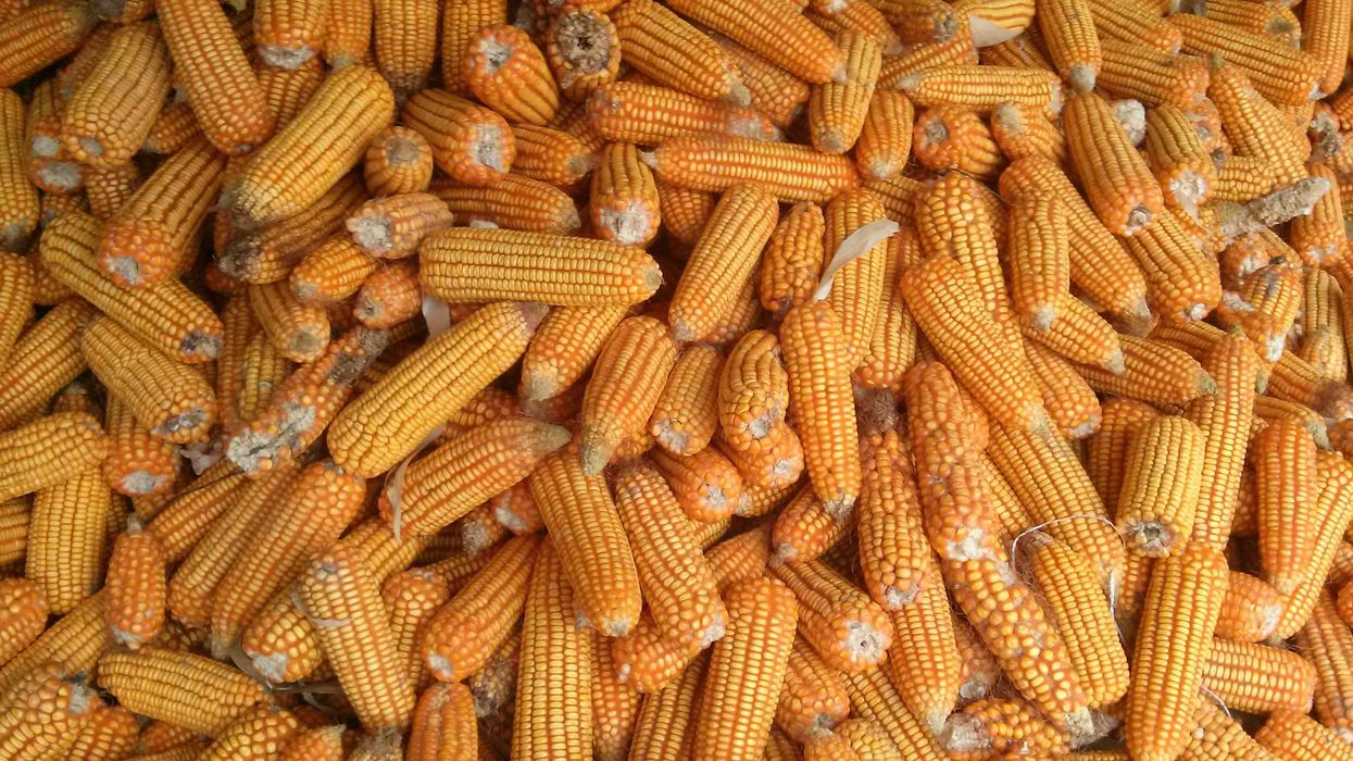 Non-liquid gold: On the terrifying meaningless of Iowa