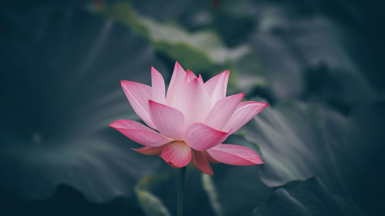 The divine matchmaker in Chinese mythology who helps couples find love