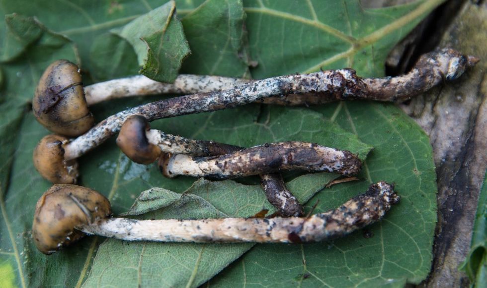 Psilocybin mushrooms are not neurotoxic, non addictive, and a study shows they can repair brain damage from trauma. 