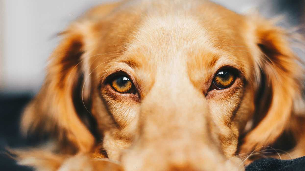 How your stress levels affect your dog