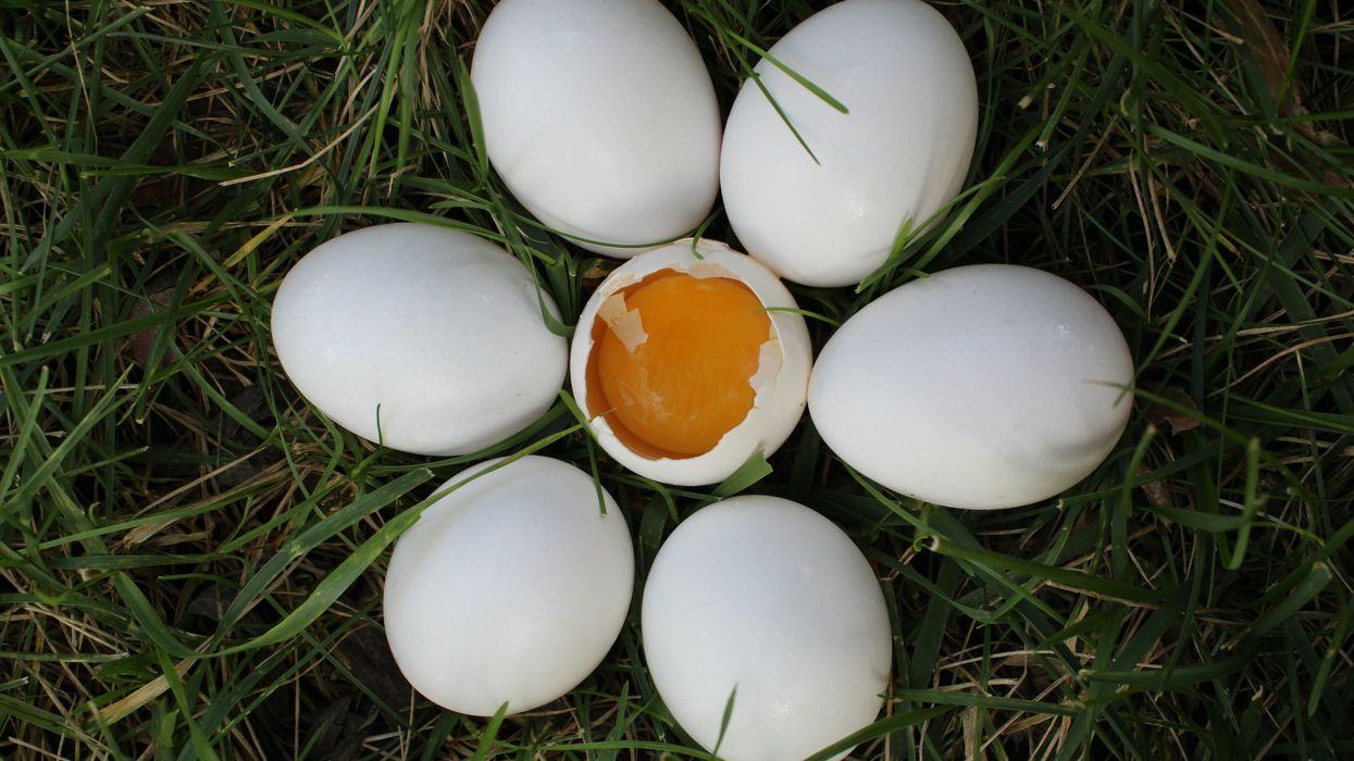 Wisconsin’s first human avian flu infection reported along with second poultry flock case