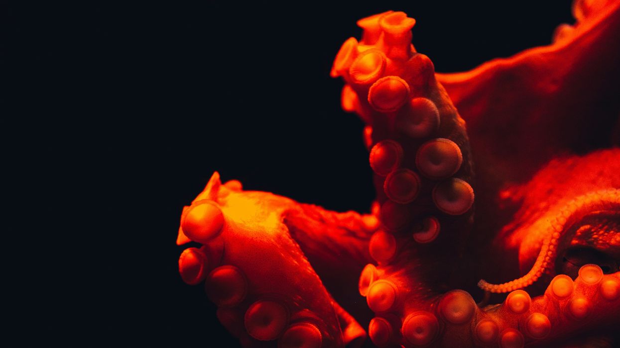 Octopuses and their relatives are a new animal welfare frontier