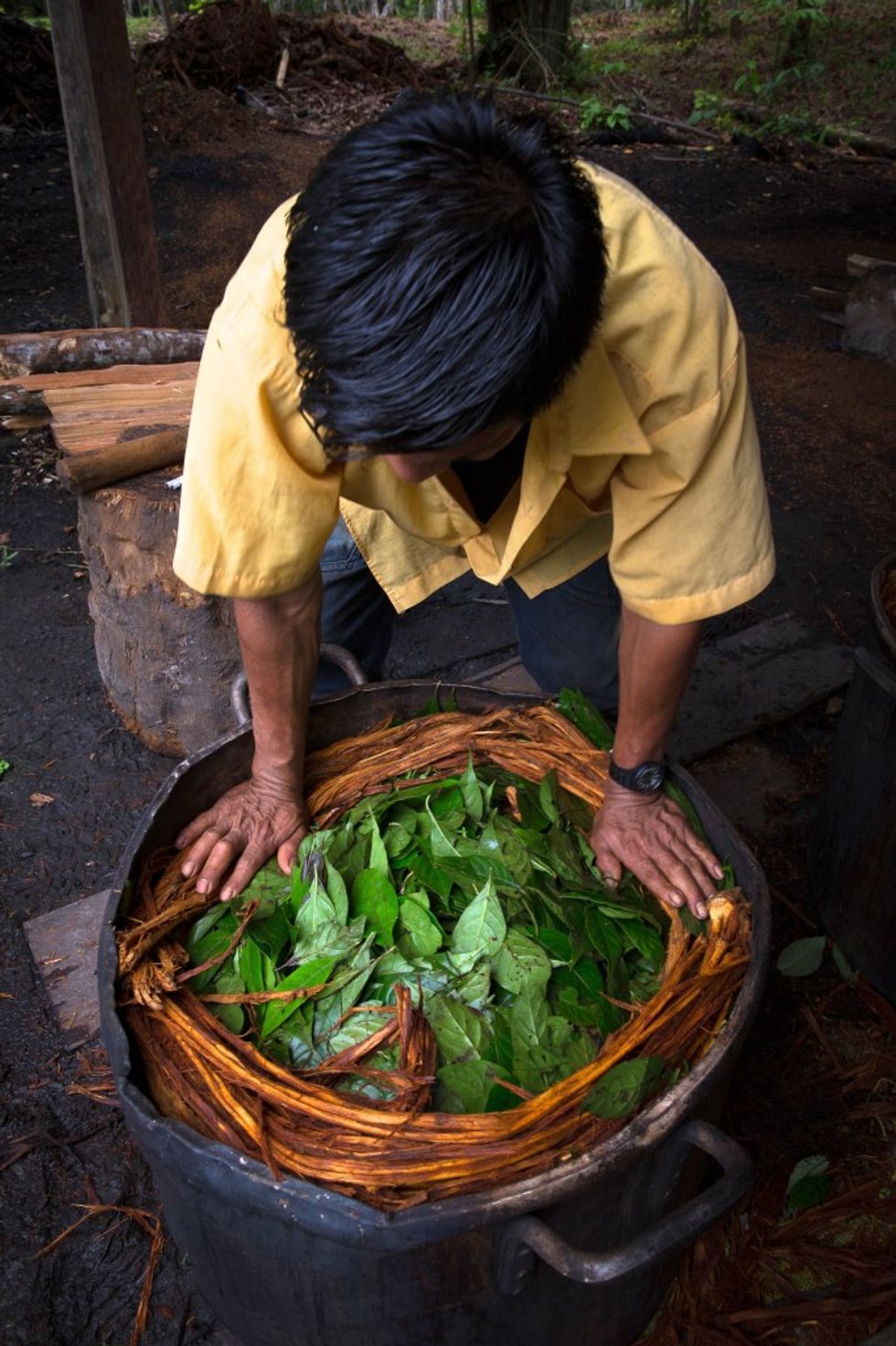 Shamans, or healers, prepare the Ayahuasca brew by combining chacruna leaves, that contain the powerful psychedelic DMT, with the ayahuasca vine. 