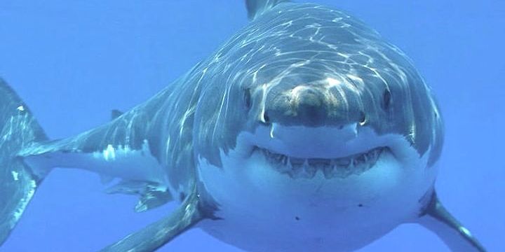 Watch: Great white shark feasts on seal 'buffet' off Nantucket - Vimarsana News